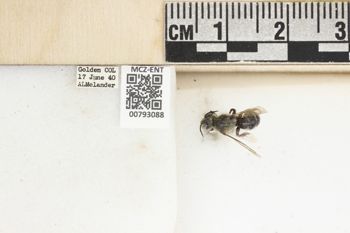 Media type: image;   Entomology 793088 Aspect: Labels